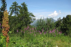 LA PLAGNE EN ÉTÉ