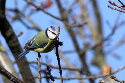 Mésange bleue