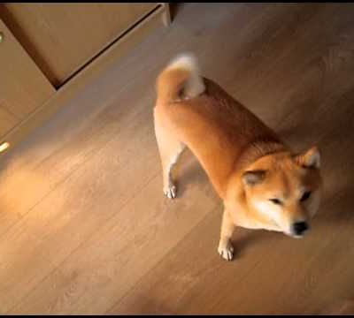 Dixy et la friandise