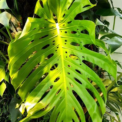 TU ES TROP BEAU POUR MOI 