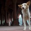 un matin au Fort Rouge / a morning at the Red Fort 4