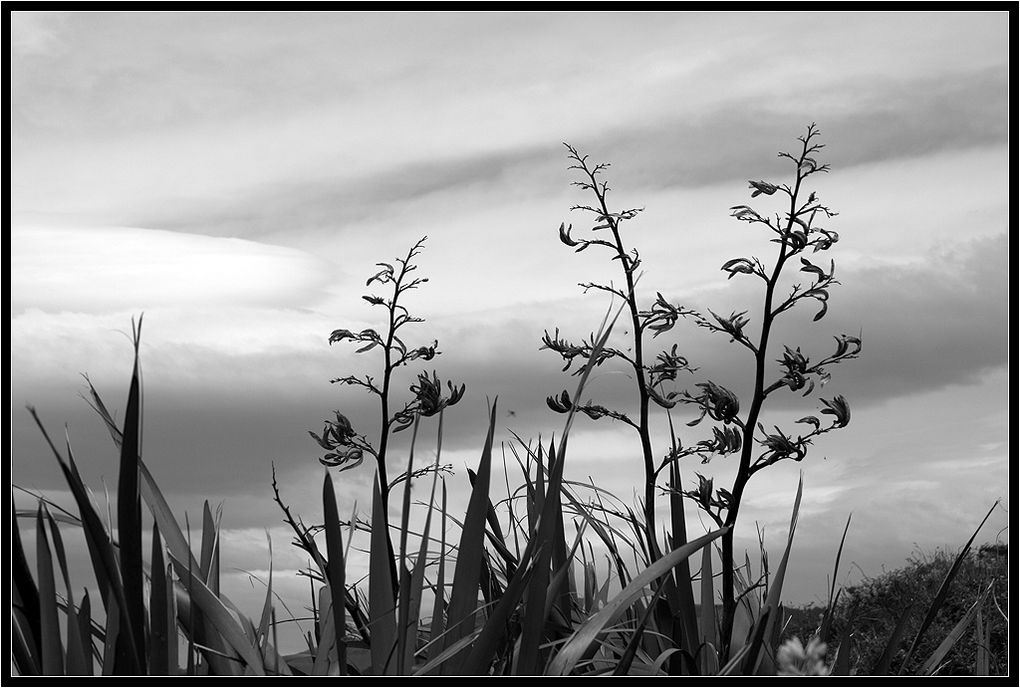 Album - New Zealand : ile du sud