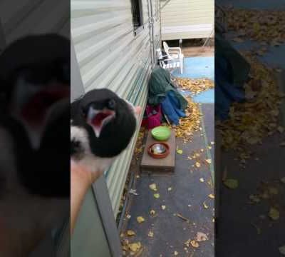 Pipinette, le piveteau tombé du nid