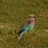 Lilac breasted Roller (1)