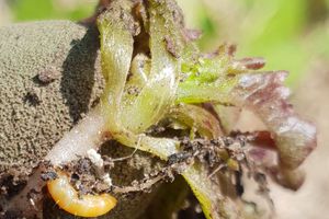 Le potager commence à donner et les prédateurs apparaissent