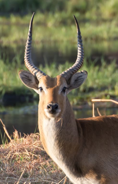 BOTSWANA 2015 - Galerie de portraits