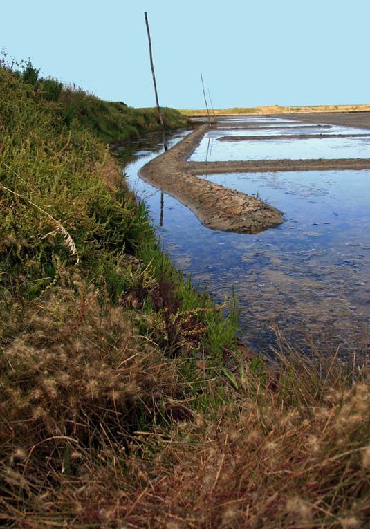 Album - Les marais salants de Guerande au printemps