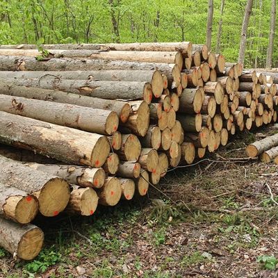 Gemeinderat billigt Jahresbetriebsplan 2026 für den Gemeindewald – Harvester-Einsatz beschlossen