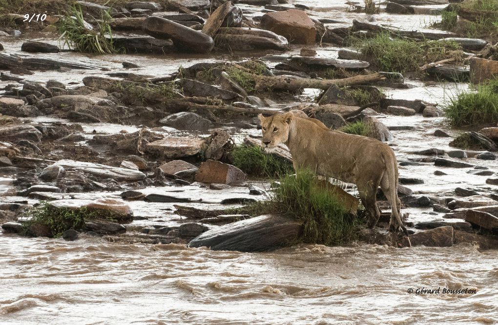 MASAÏ MARA, Lacs BARINGO &amp; BOGORIA - KENYA - OCTOBRE 2017