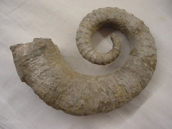 <p> </p>
<p>L'un des groupes "chouchou" des collectionneurs, les ammonites hétéromorphes ou déroulées possèdent des représentants depuis le Jurassique moyen.</p>
<p>Tous les spécimens présentés appartiennent à ma collection personnelle.</p>
<p>Bon amusement !</p>
<p>Phil "Fossil"</p>
<p> </p>