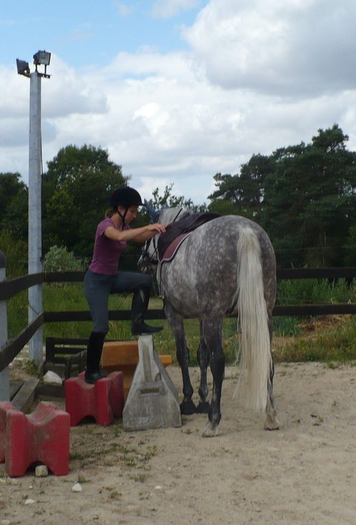 un cheval en pension pour deux mois, quelques séances de dressage en amazone ou à califourchon, un cheval au pré...Kitano, dit Lulu!