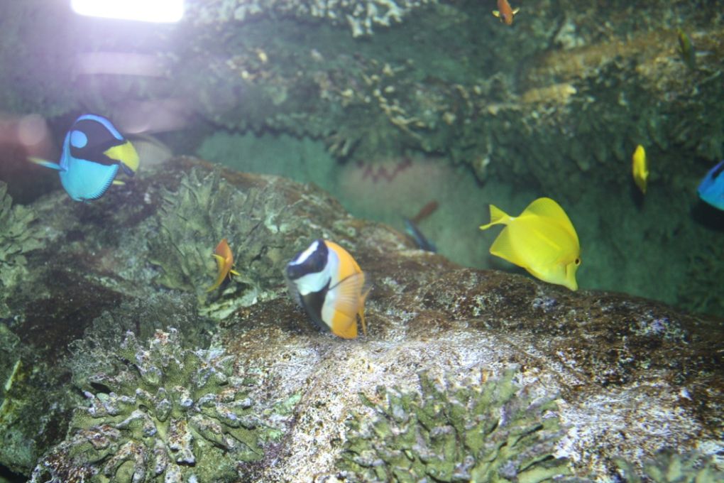 Photos de la visite de l'aquarium de Vannes et de la ville de Vannes, mercredi 17 mars 2010 après-midi.