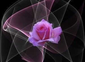 Echange rose et noir