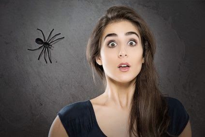 7 astuces contre les araignées les araignées de maison