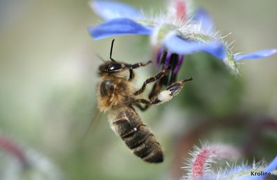 Abeille et fleur de bourrache