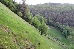 Les Arbres, entre visible et invisible