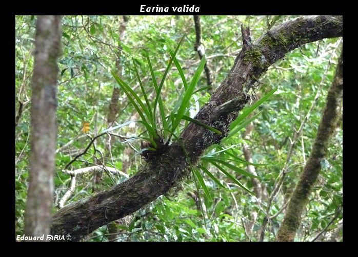 Orchidées observées en fleur in-situ en Nouvelle-Calédonie.