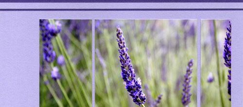 Un brin de Provence