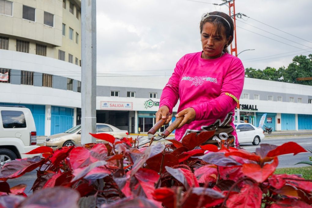 Alcaldía acentúa labores de ornato en áreas verdes del municipio Naguanagua