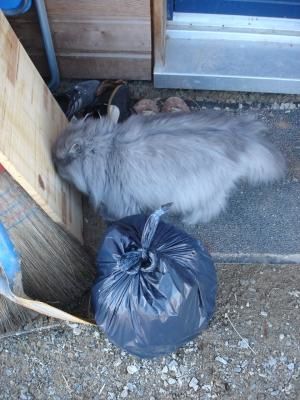 Des petites photos de Smoke. Parce que c'est le plus beau! Et le plus faignant de tous les chats d'&eacute;crivain que je connaisse !