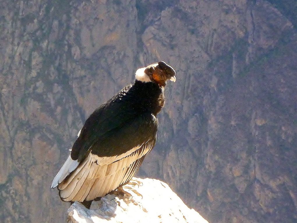 Album - Perou-Arequipa-Colca