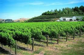 #Cabernet Sauvignon Gisborne Region New Zealand Vineyards 