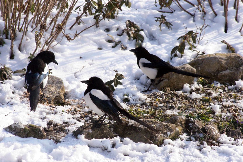 Photos d'animaux rencontrés au cours de mes balades mais aussi ceux qui fréquentent mon jardin.