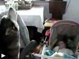 3 videos: le chien qui sait calmer un bébé + le chien et l'oiseau