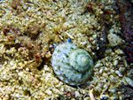 Voyage-plongée: Le Troque aux yeux bleus, Ethalia catharinae