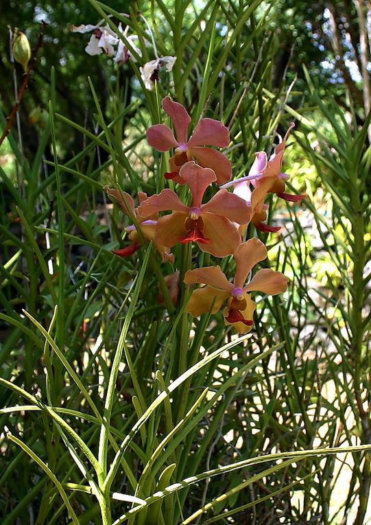 Album - orchidees de l'ile de La Réunion