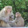 Si l’homme descend du singe, pourquoi cela nous étonne t’il que les animaux aient des comportements dits « humains » ?