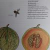 Inventaire illustré des fruits et légumes, Virginie Aladjidi et Emmanuelle Tchoukriel