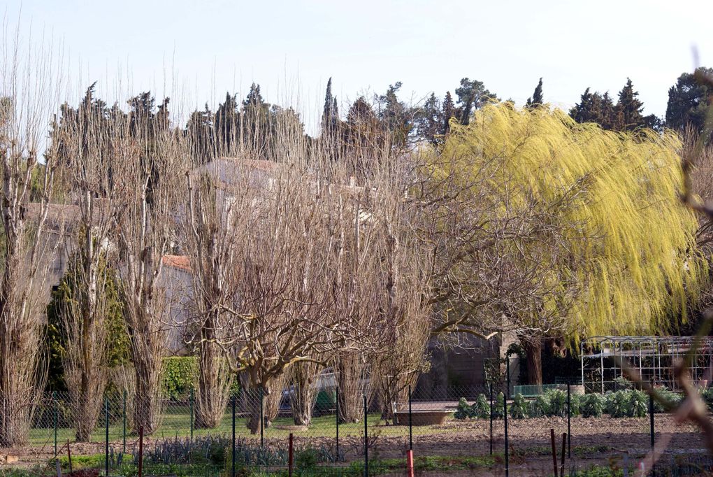 Pennautier, l'Aude, Carcassonne et ses environs... le canal du Midi... Les photos de ma région d'adoption.