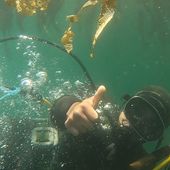 Salvar a los locos: buzos de la isla chilena Ascensión restauran el fondo marino para asegurar su subsistencia