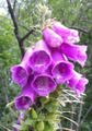 Le blog de LilyFlore