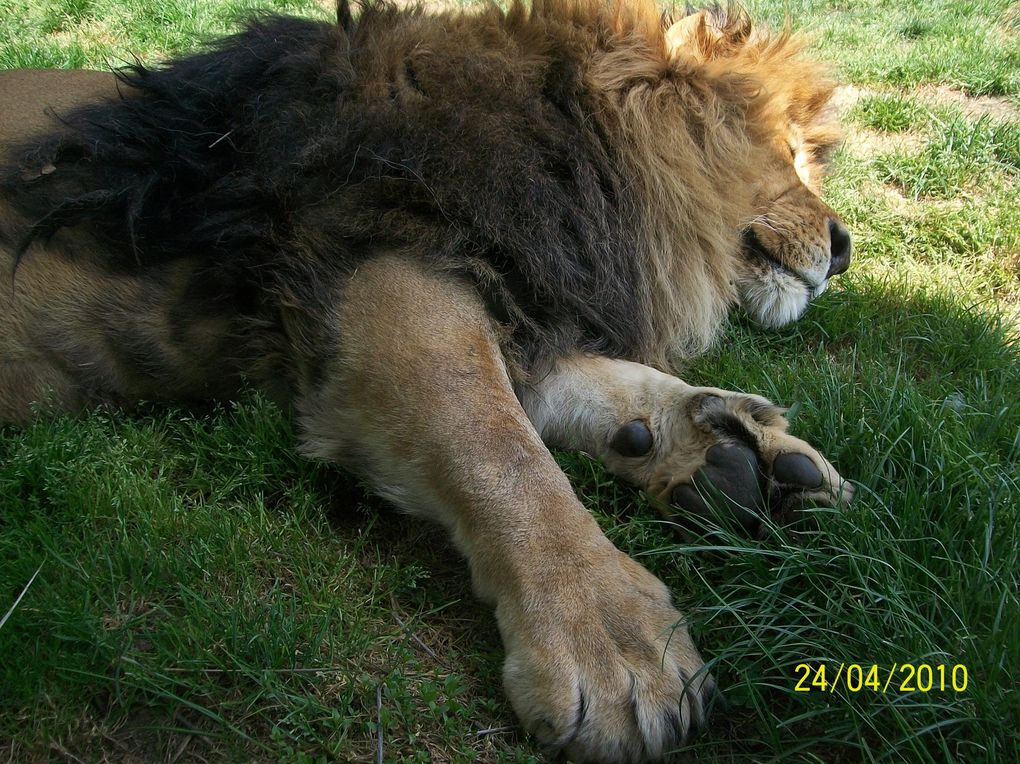 Album - ZOO ST MARTIN DE LA PLAINE