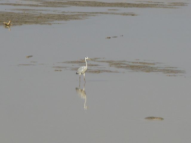 rendez-vous animalier au nord Bénin