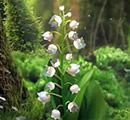 Aujourd'hui 1er Mai c'est la Fête du Muguet et du Travail ...... les origines de cette Tradition