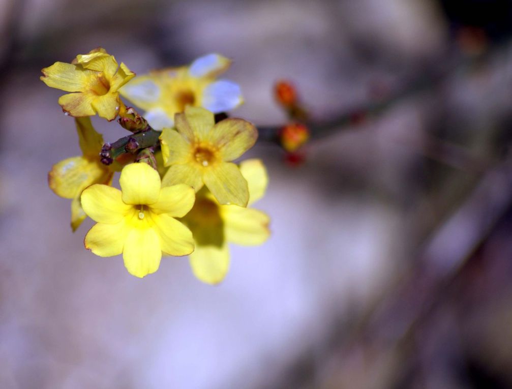 Fleurs et plantes diverses