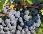 #White Chancellor Producers Illinois Vineyards