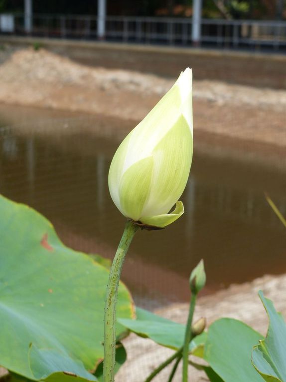 Fleurs du jour (18-16)