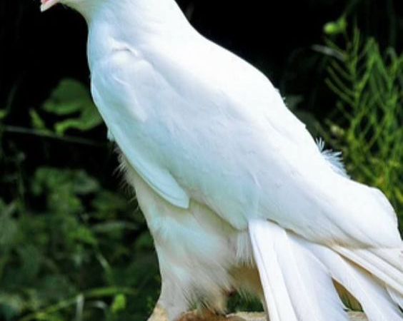 Aigle, cet "oiseau" majestueux