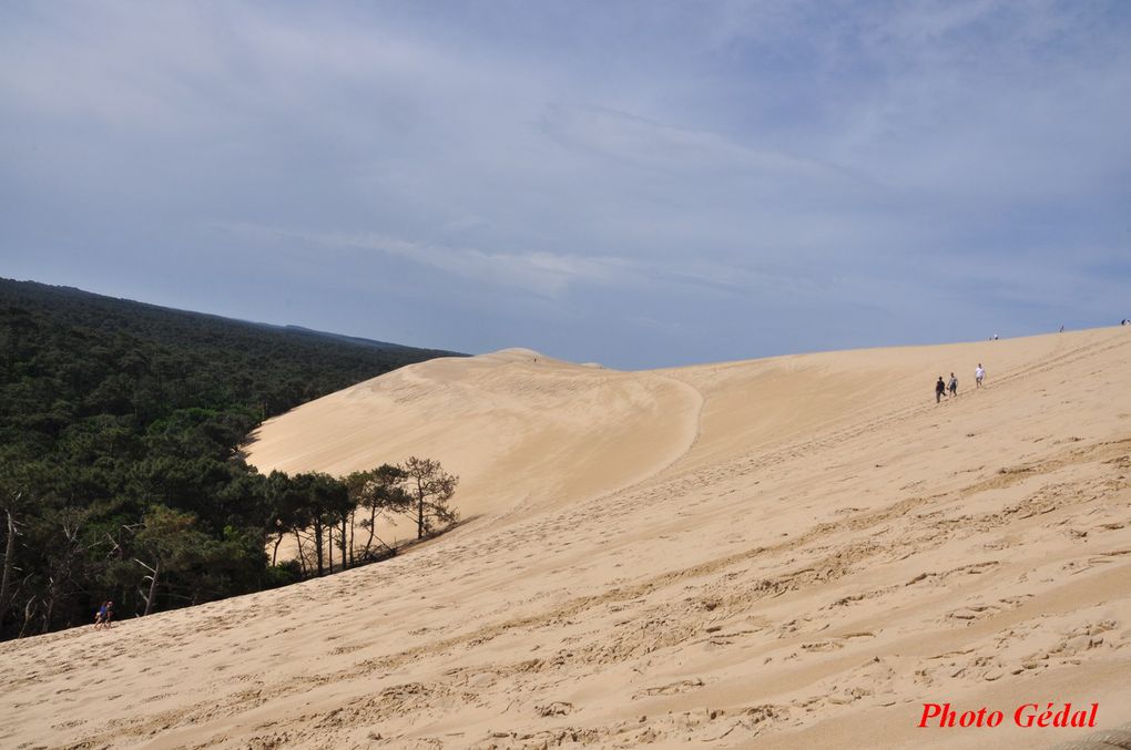 Diaporama 9 photos. La dune côté forêt vue de son sommet (pente : entre 30 et 40°).