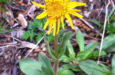 Fleurs de montagne