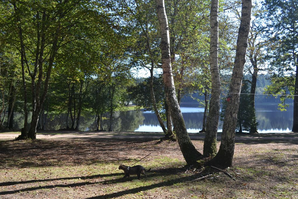 L'ETANG DU MERLE à Crux La Ville (Nièvre)