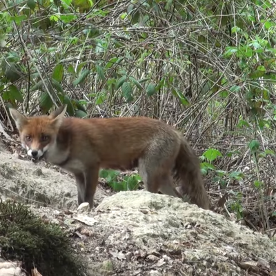 Un petit coin de nature sans problème…