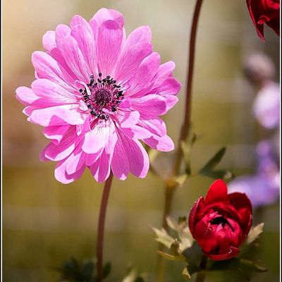 Les fleurs - anémone