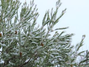 La pinède sous la neige