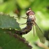 Episyrphus balteatus (oviposition)