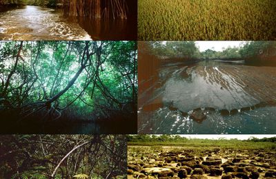La mangrove en images : 3. La Mondah (Gabon) suite